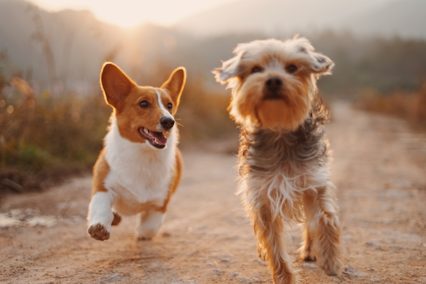 A Deep Dive into Pet Odor Solutions